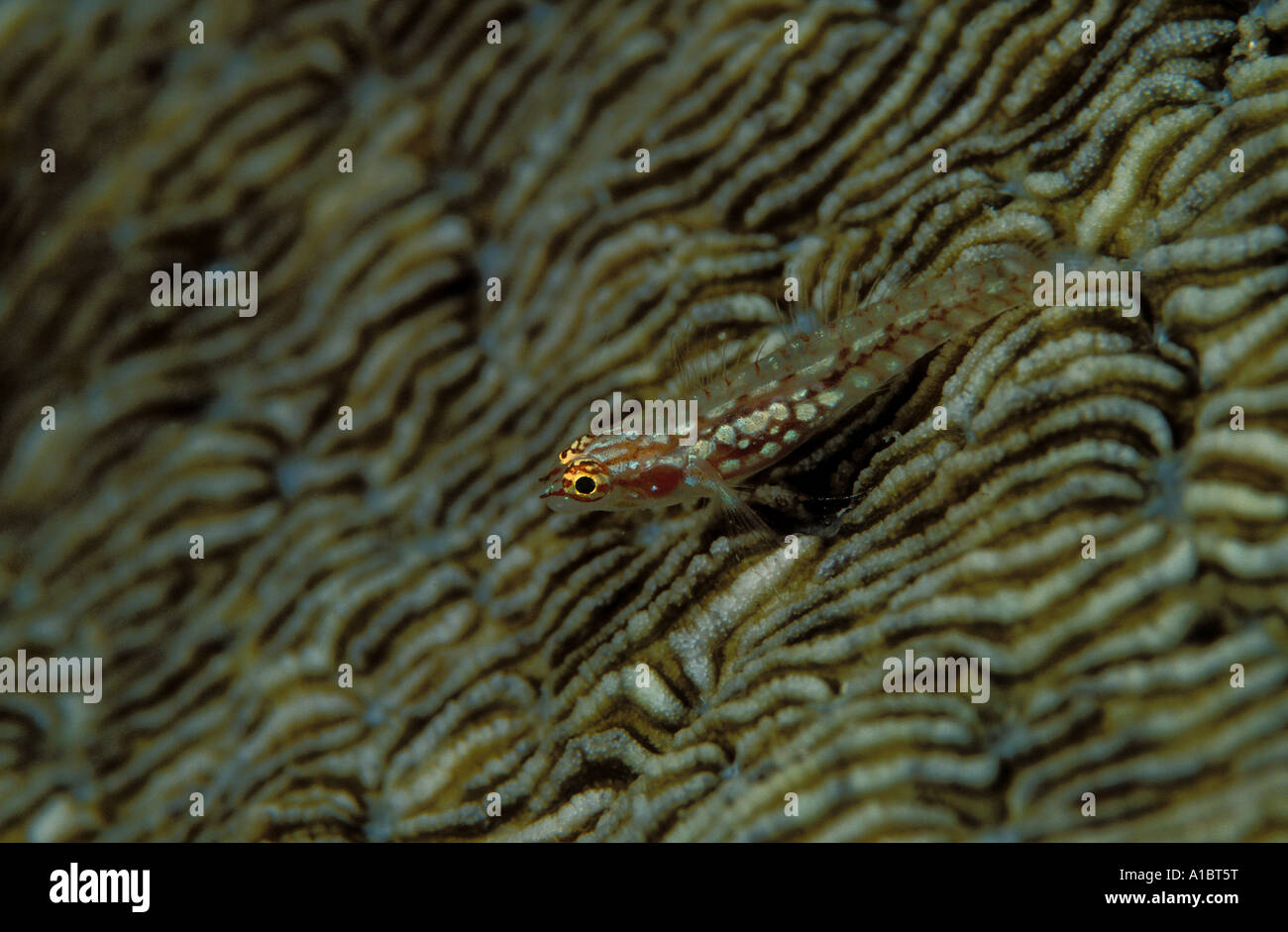 Sigillata pygmygoby Eviota sigillata Busuanga Philippines Stock Photo