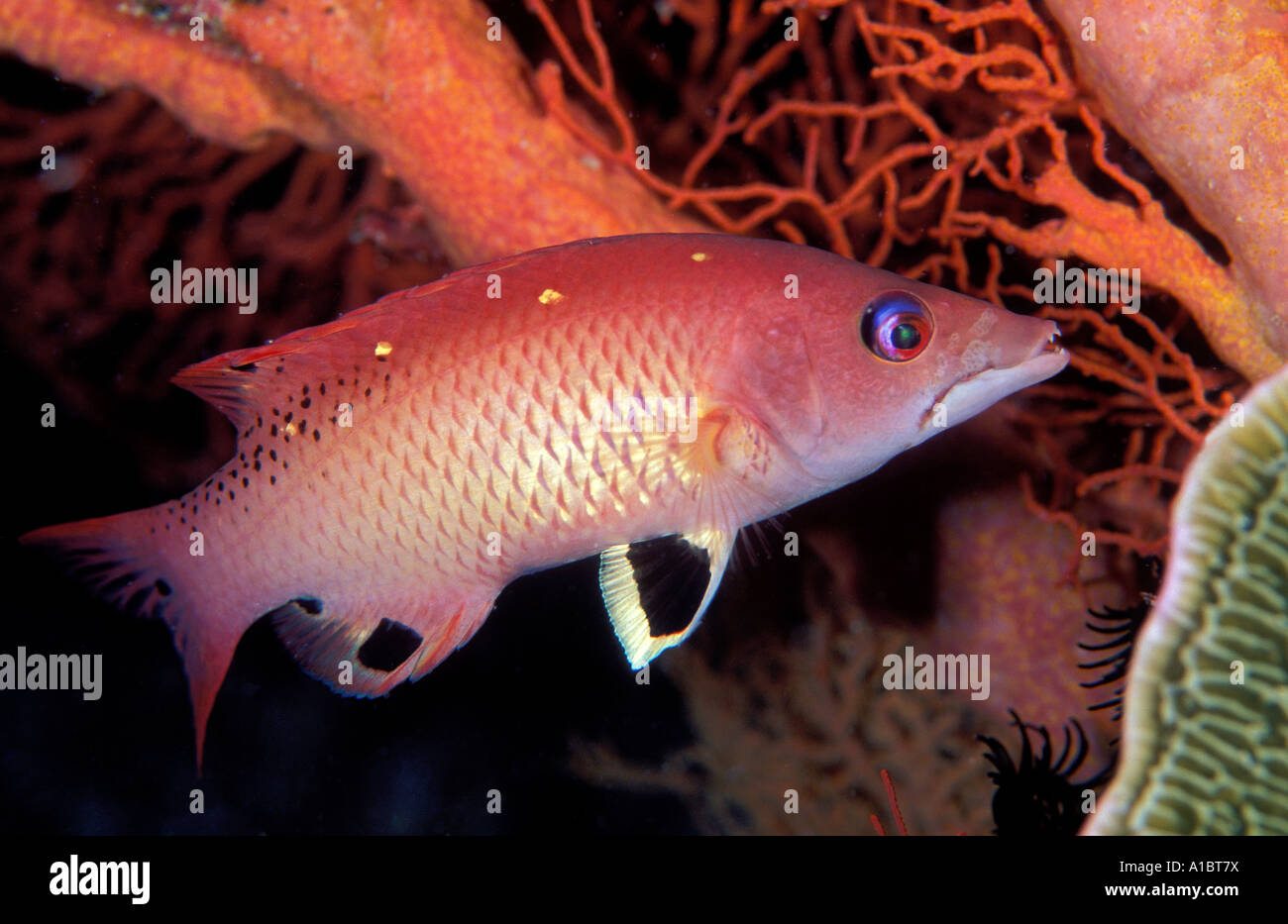 Adult Diana s hogfish Bodianus diana Sulawesi Indonesia Stock Photo