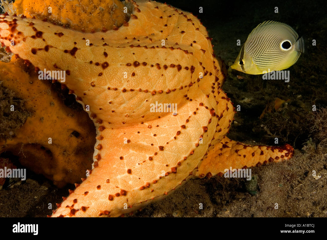 Foureye butterflyfish Chaetodon capistratus feeding around a starfish Tobacco Cay Belize Stock Photo
