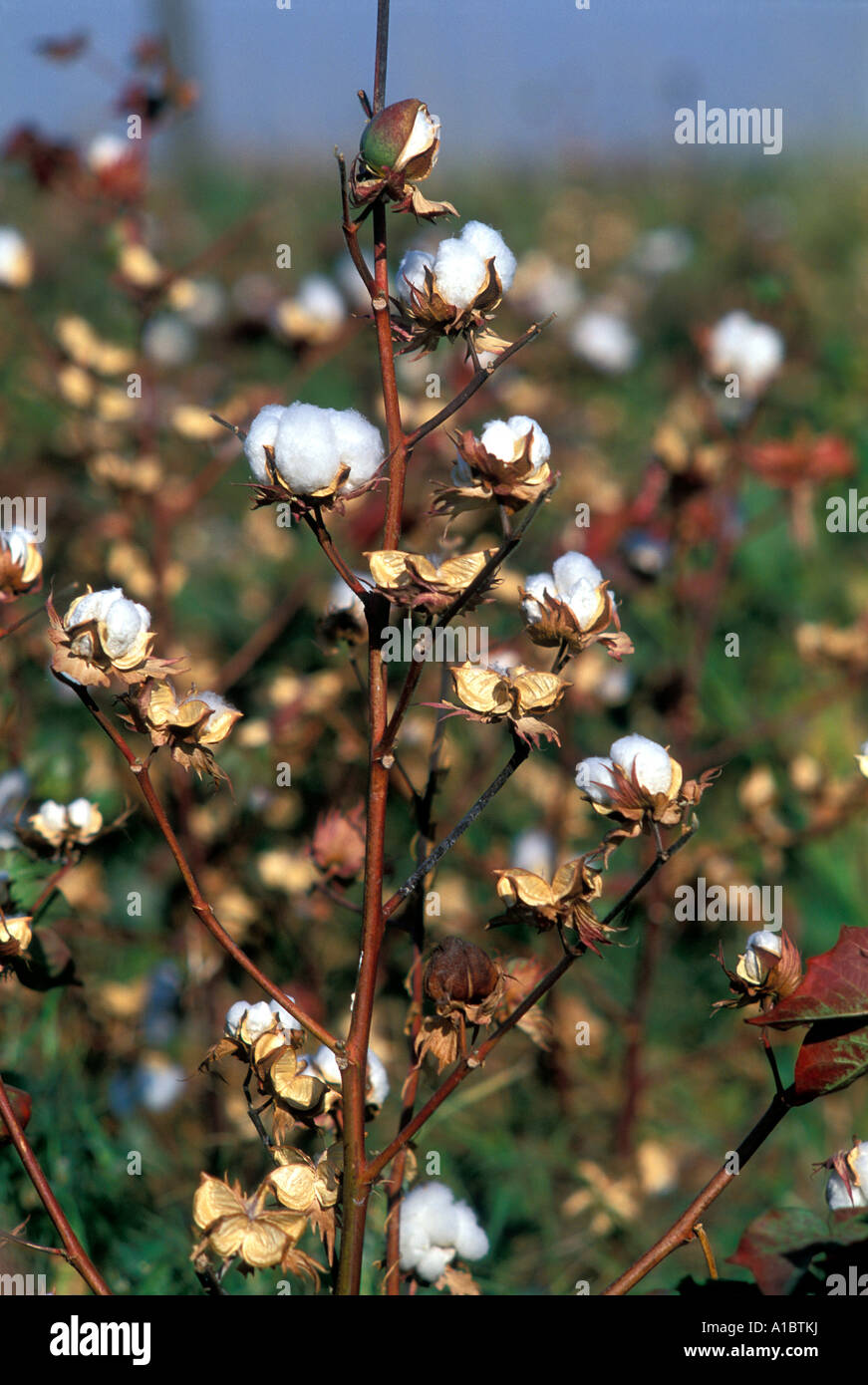 Mature cotton plants Adana Turkey Stock Photo