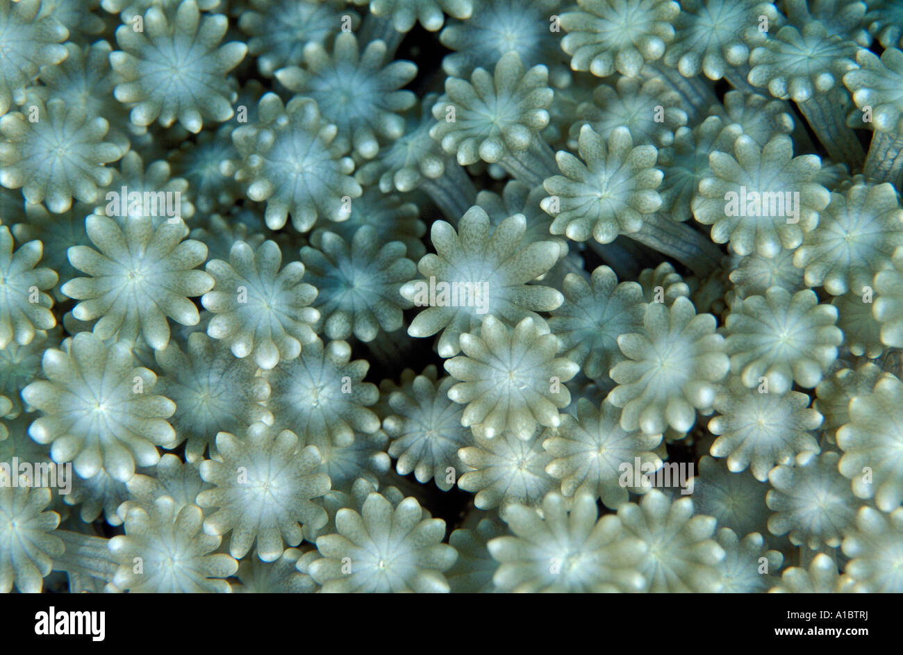 Close-up of coral polyps, Goniopora sp., Sulawesi Indonesia. Stock Photo