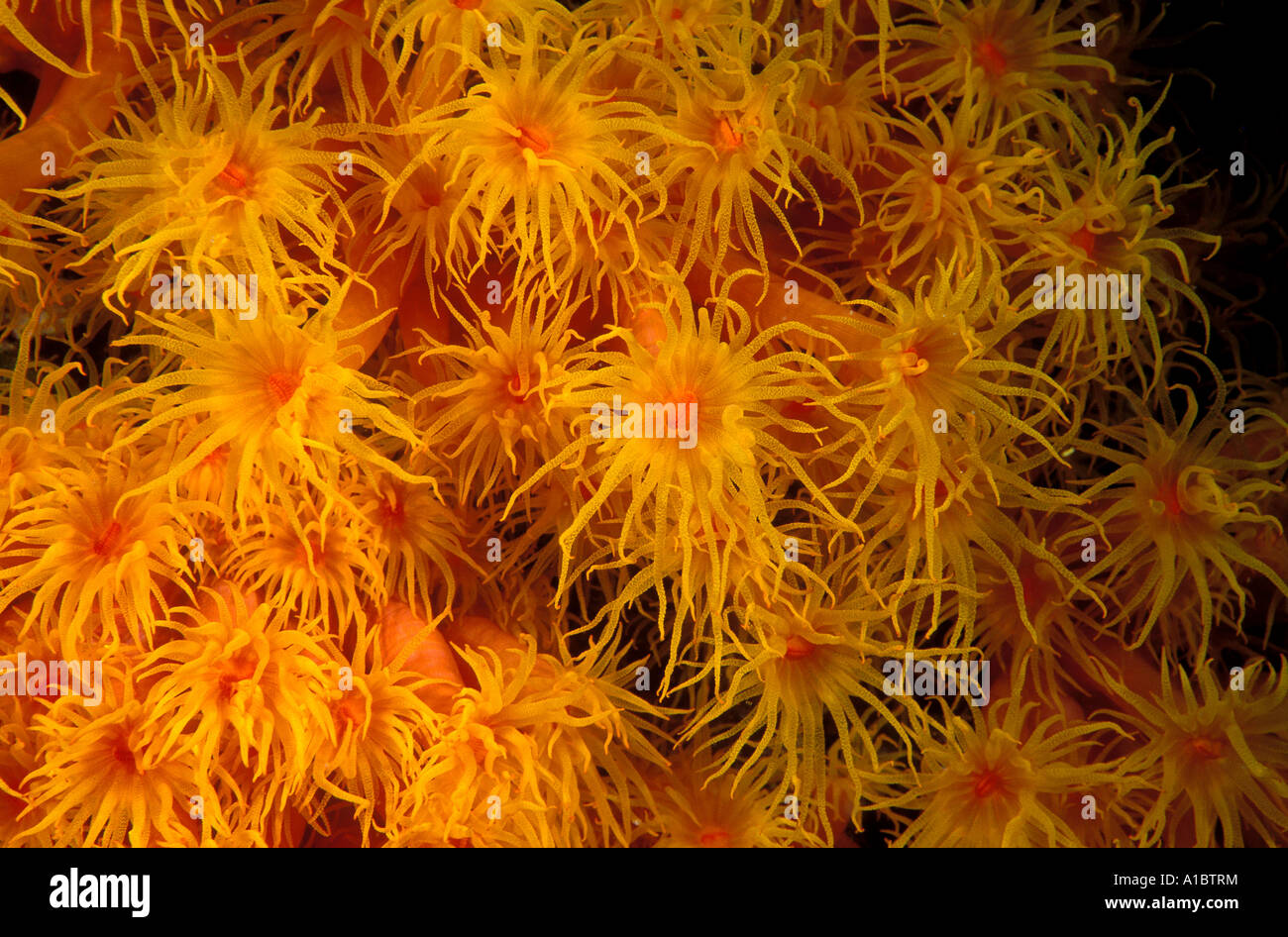 Close-up of coral polyps, Tubastraea faulkneri, Sulawesi Indonesia. Stock Photo