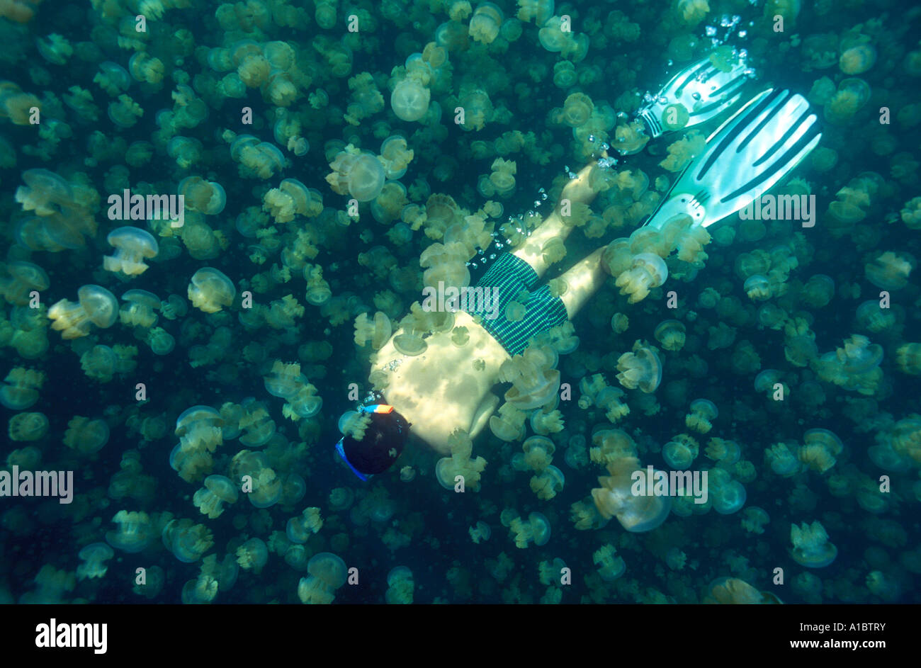 Jellyfish Lake Palau Micronesia Stock Photo