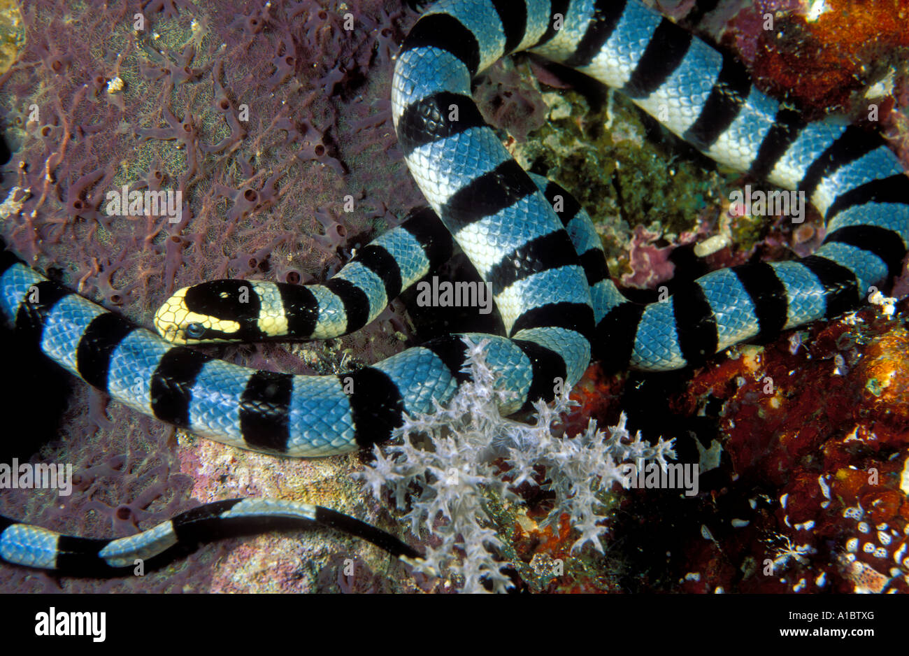 Banded sea snake Laticauda colubrina Sulawesi Indonesia Stock Photo