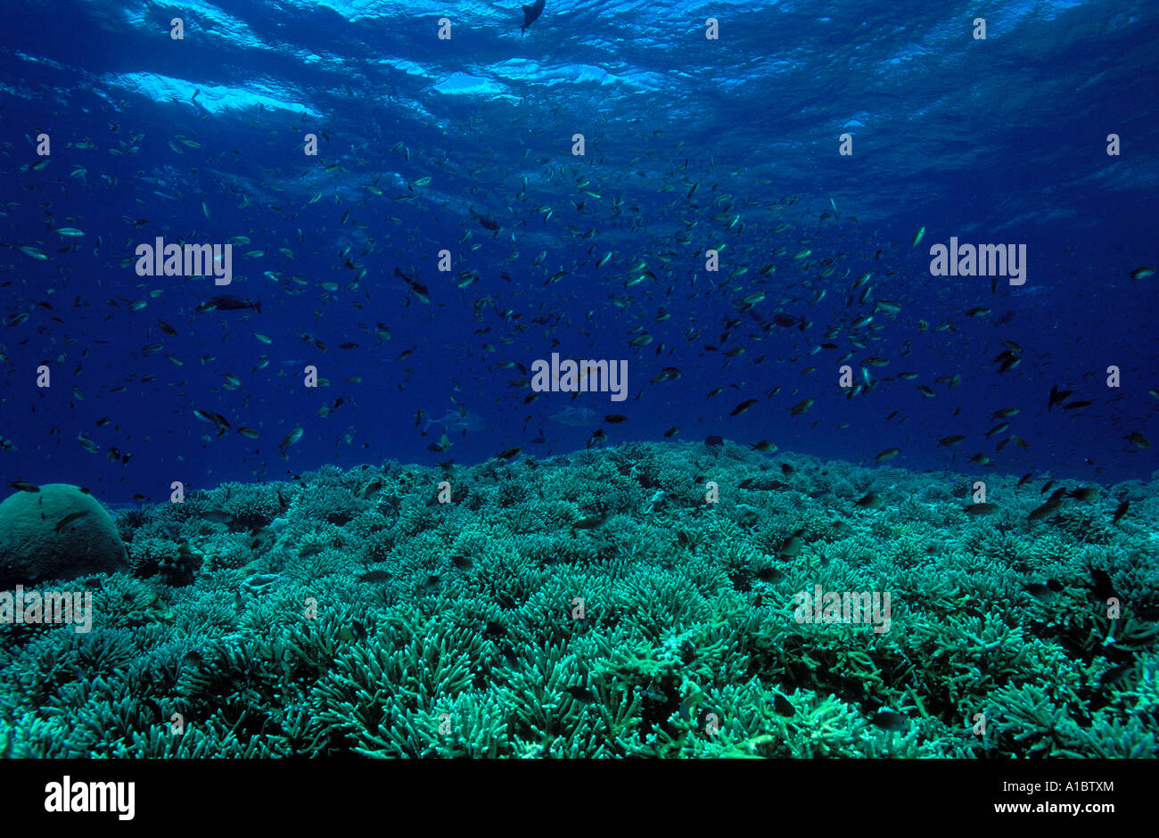 Anthiases and damsels howering over a healthy reef of remote South East Sulawesi Indonesia Stock Photo