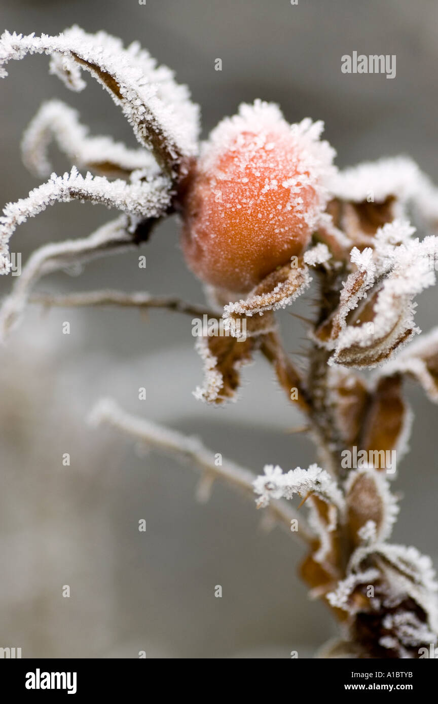 Withered red hip hi-res stock photography and images - Alamy