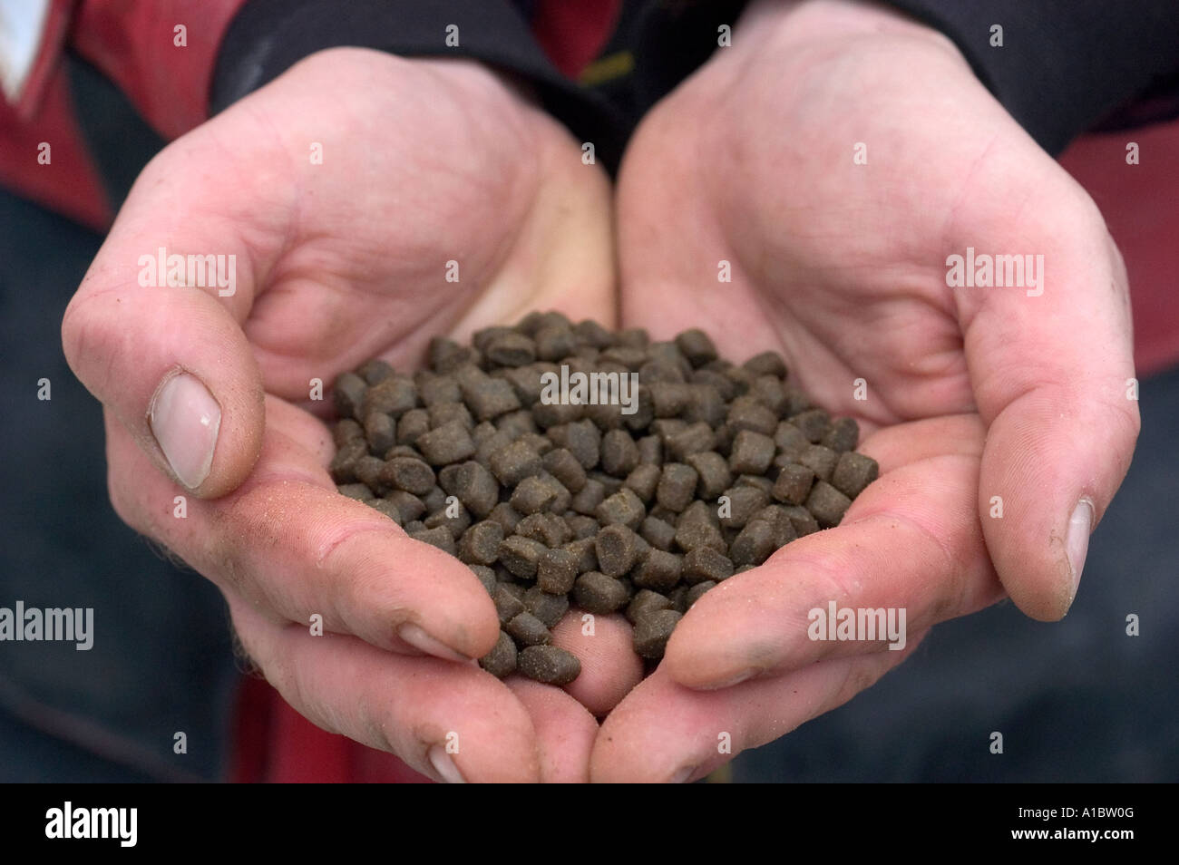 Killary Connemara West Of Ireland Celtic Atlantic Salmon Ltd Pellets Of 