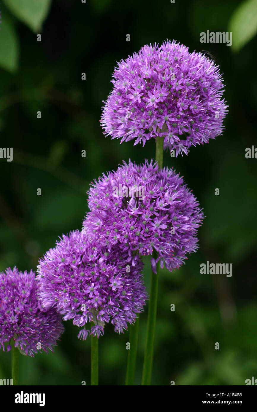 Aliums Stock Photo