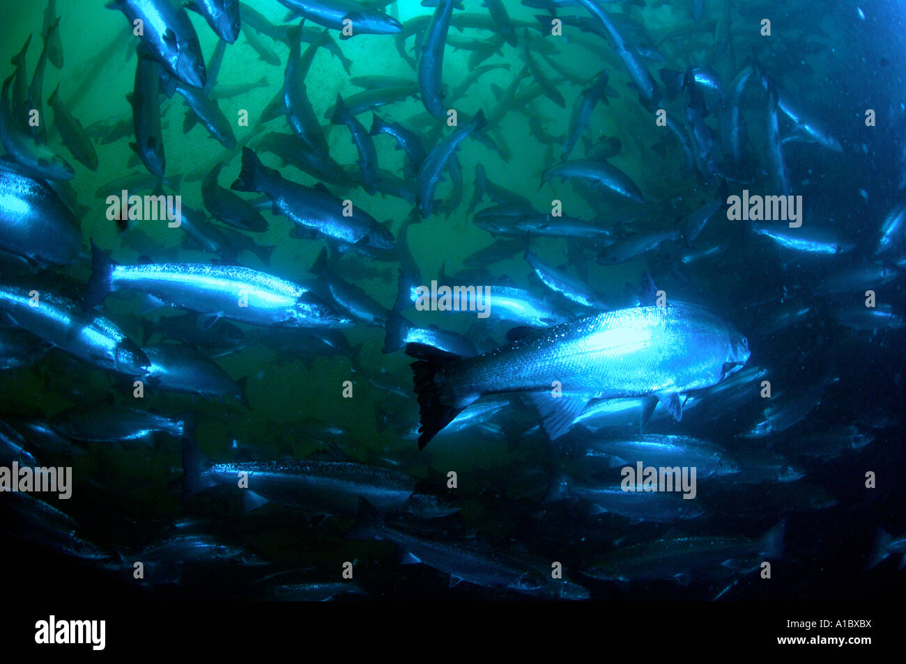Underwater shots in Salmon farm cages on the west coast of Ireland