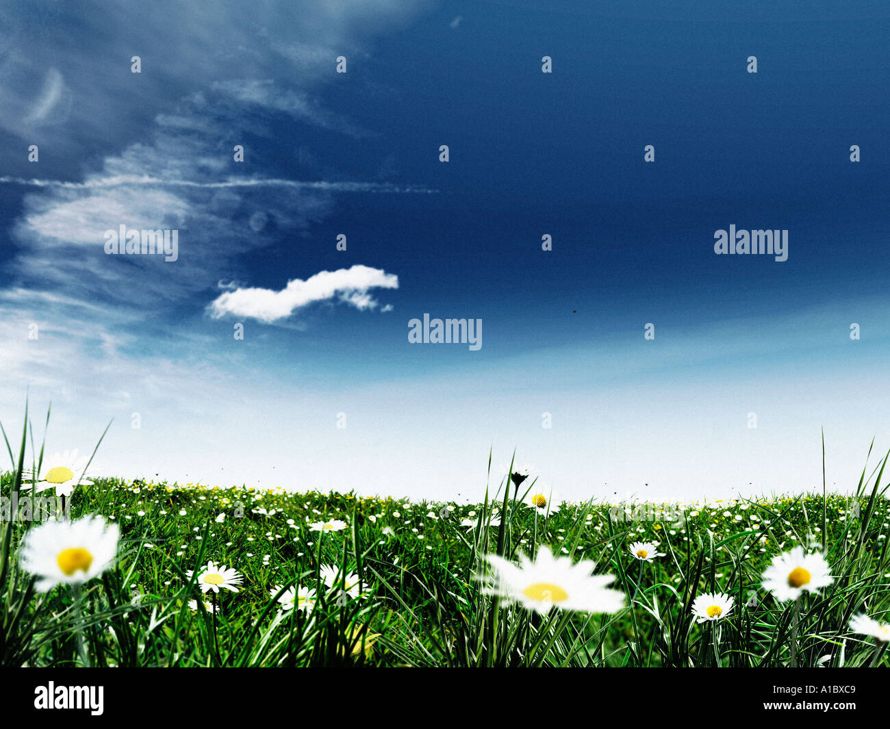 Wild flower meadow for bees and insects hi-res stock photography and ...