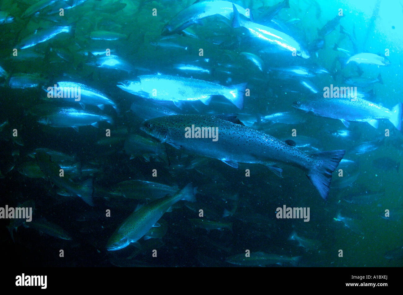 Underwater shots of farmed atlantic salmon in Salmon farm cages on