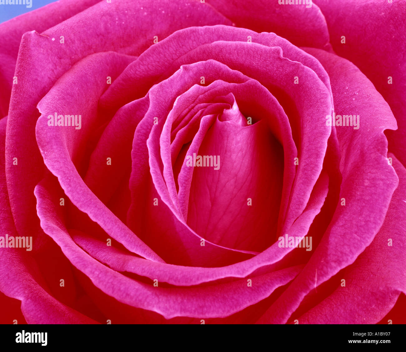 FLORA: English Red Rose (lat: rosa handel) Stock Photo