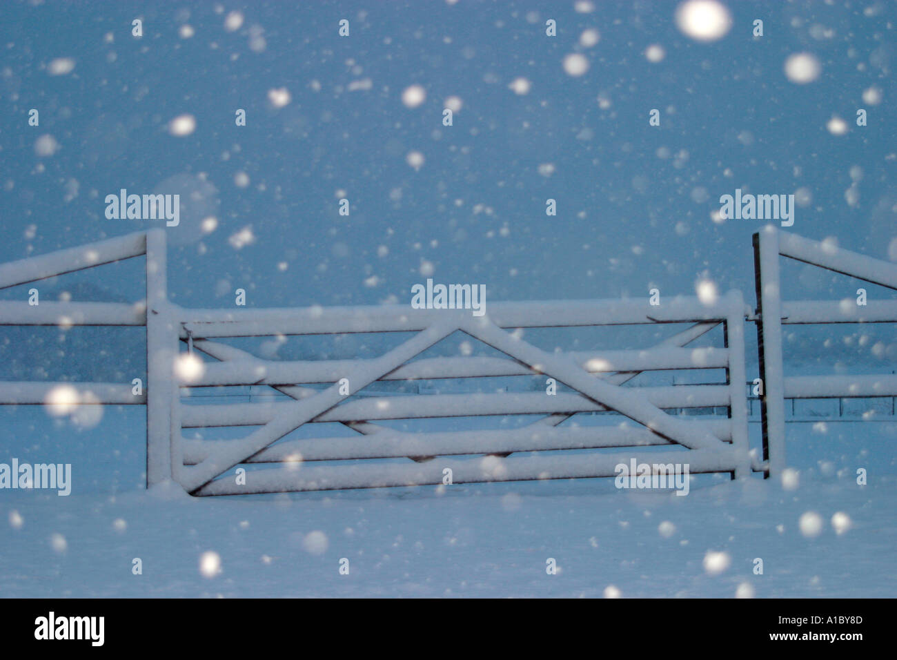 Falling snow caught in flash in front of farm gate Stock Photo