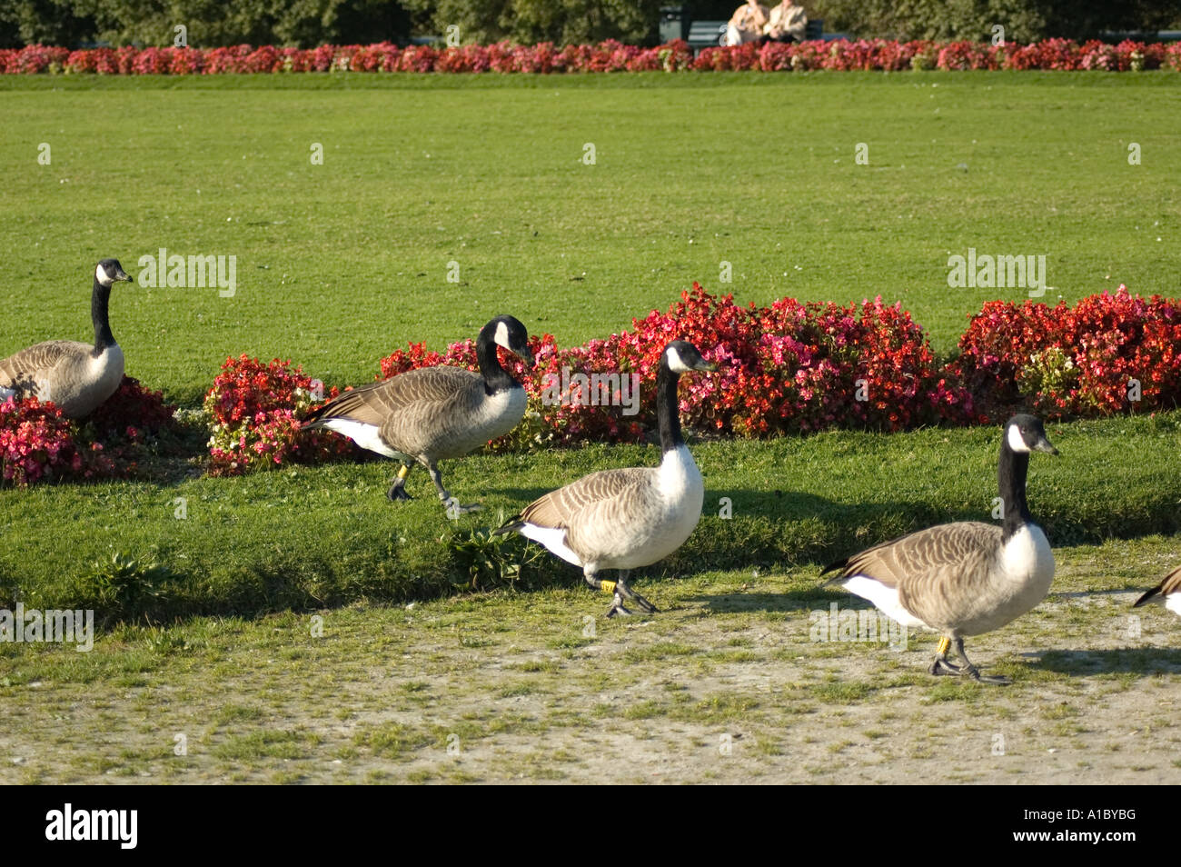 several geese in park Stock Photo