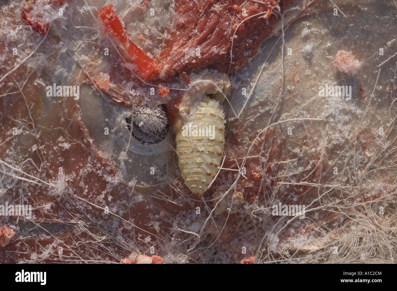 warble fly Hypoderma lineatum or bovis larvae nestled in the skin of a dead caribou Rangifer tarandus Herschel Island Canada Stock Photo