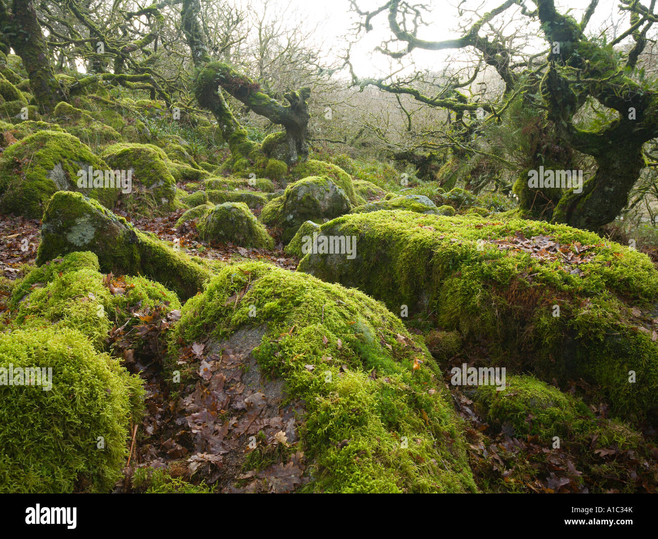 Ancient stunted Sessile Oak woodland at Wistman s Wood Dartmoor National Park Devon UK Stock Photo