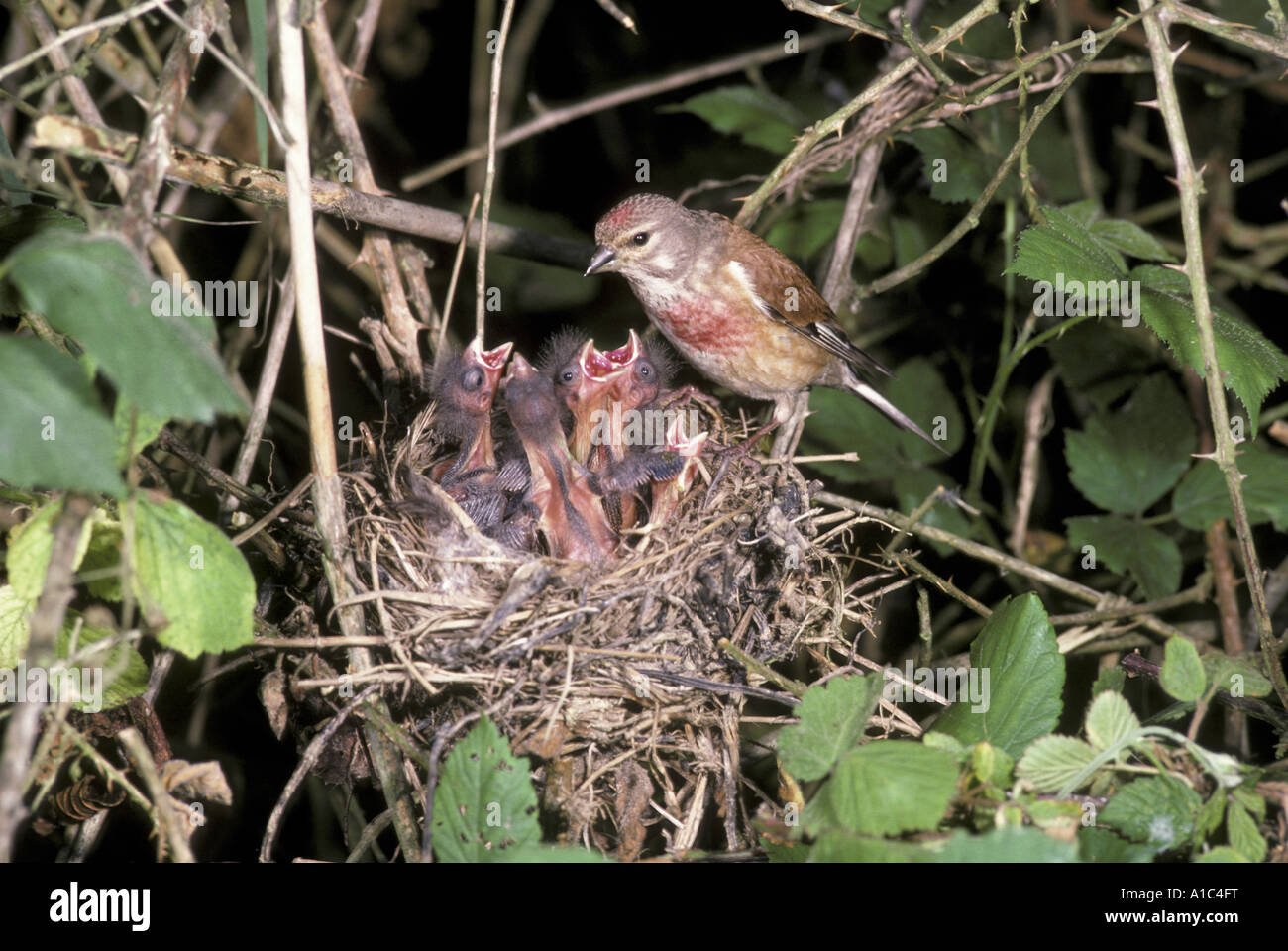 Linnet Acanthis cannabina close up male at nest feeding young Stock Photo