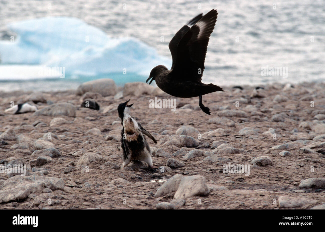 Penguin Attack High Resolution Stock Photography and  