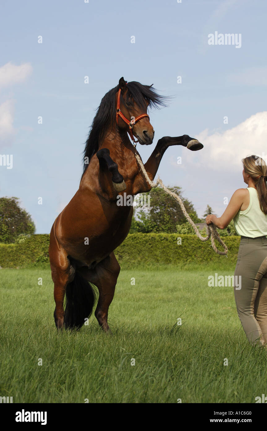 Woman on rearing horse hi-res stock photography and images - Alamy