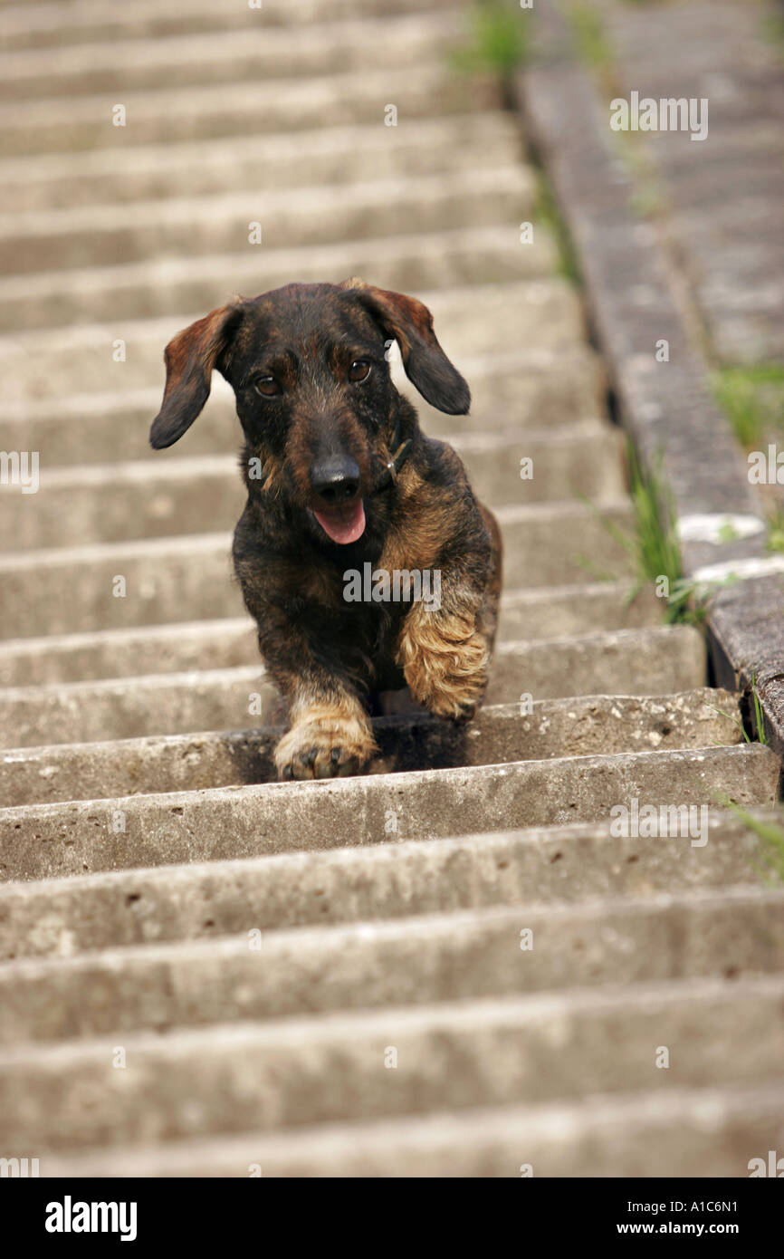 Can Sausage Dogs Walk Up Stairs