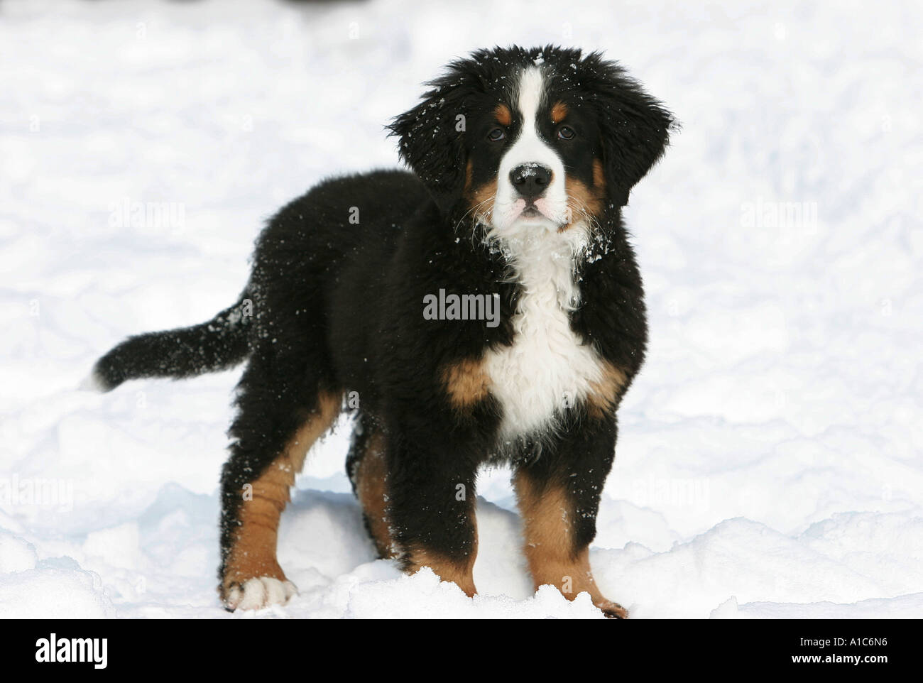 Bernese Mountain dog puppy standing in snow Stock Photo Alamy