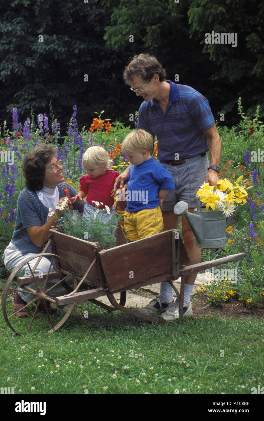 Planting flowers in old wheelbarrow QUICK REFERENCE PLANTING GUIDE. 1. Light/Sun Exposure - Full to partial sun. 2. USDA Hardiness Zones - Not winter hardy. Will thrive from spring to fall in all zones. 3. Planting Distance - 2 to 3 feet apart in ground. One plant per 16 inch or larger container.
