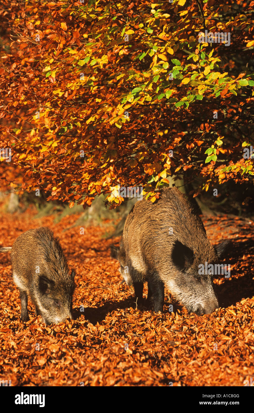 wild sow with shote in foliage / Sus scrofa Stock Photo