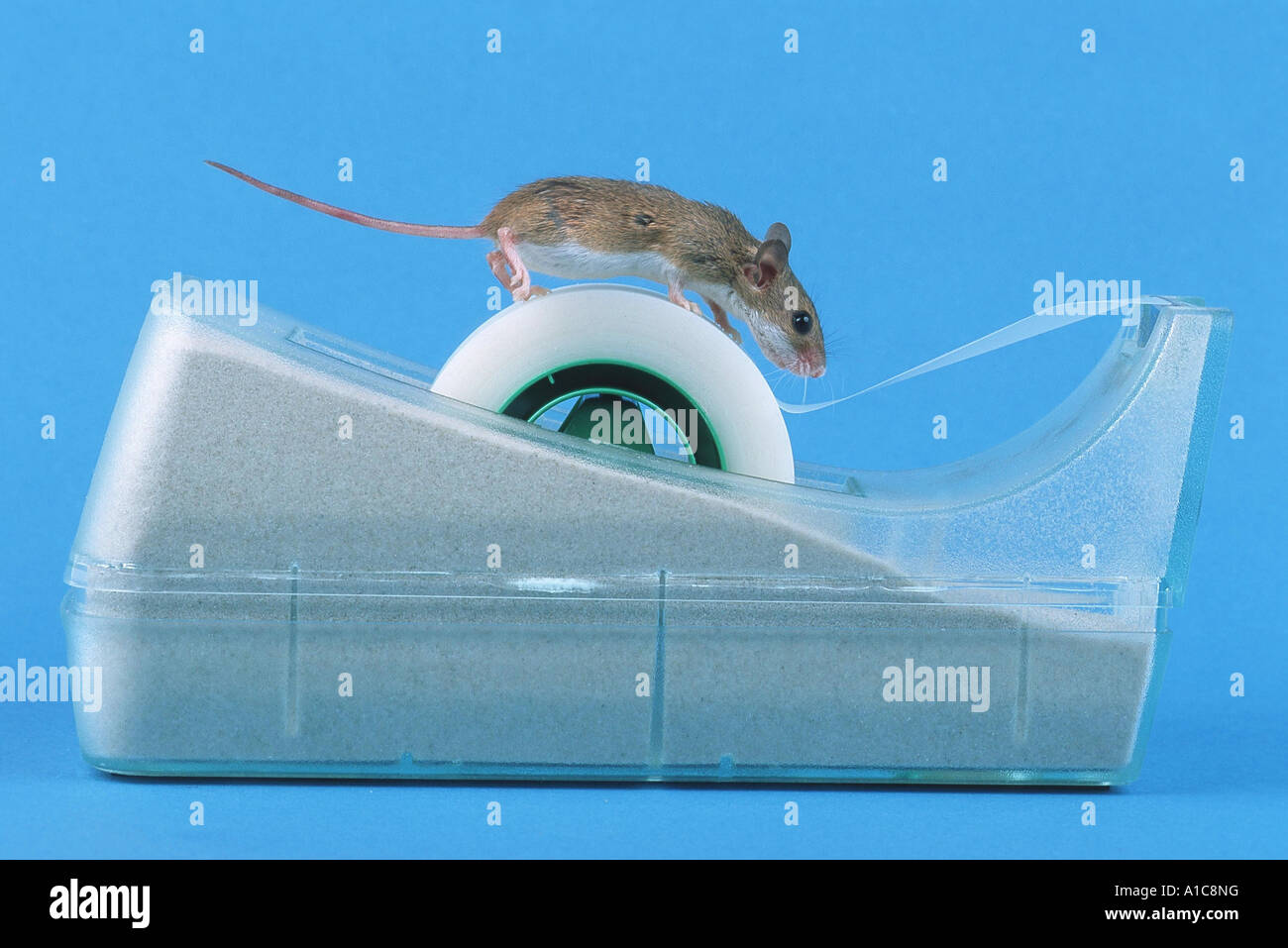 African pygmy mouse (Mus minutoides), on duct tape roll Stock Photo Alamy