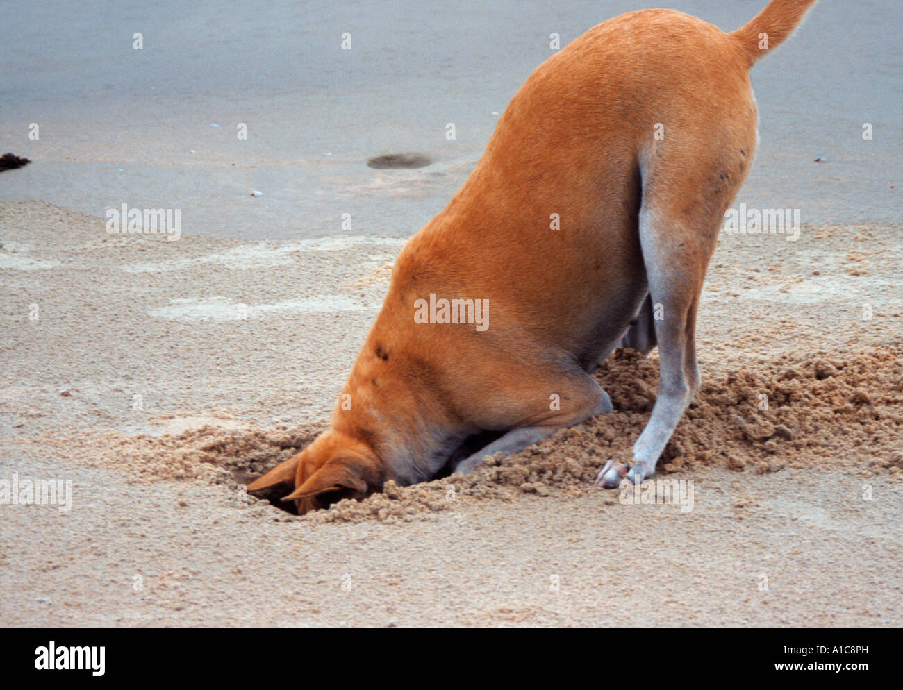 Dog with head in the sand. The beaches in Goa are happy crab hunting