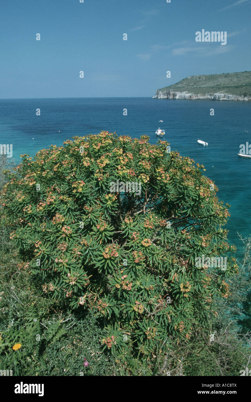 Woody Spurge (Euphorbia dendroides), blooming, Greece, Peloponnes Stock Photo