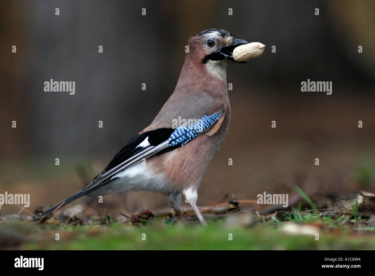 Jay bird woodland hi-res stock photography and images - Alamy