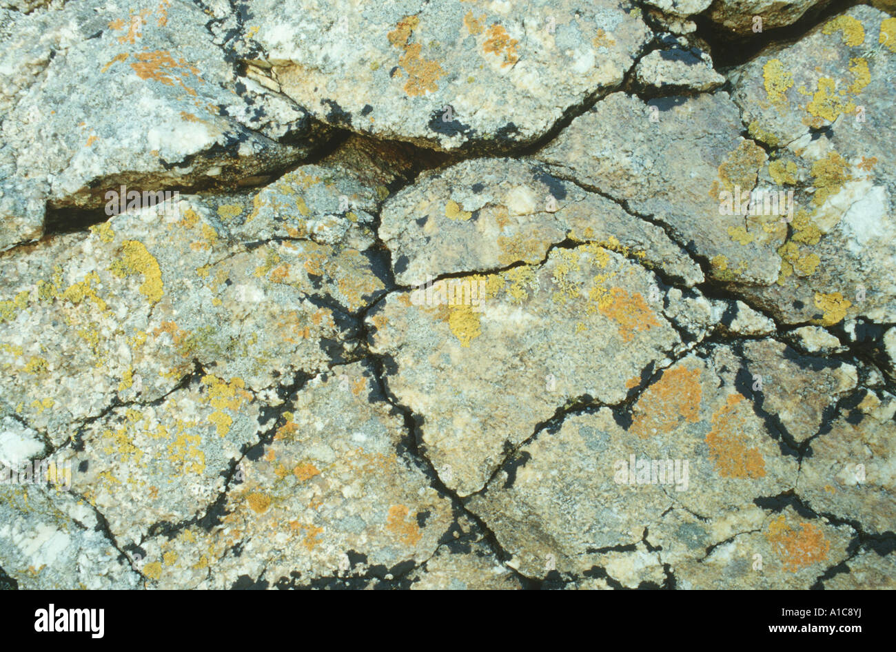 Lichens on rock, France Stock Photo