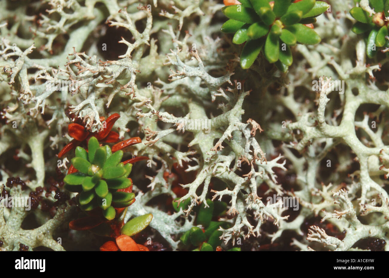 cladonia (Cladonia mitis) Stock Photo