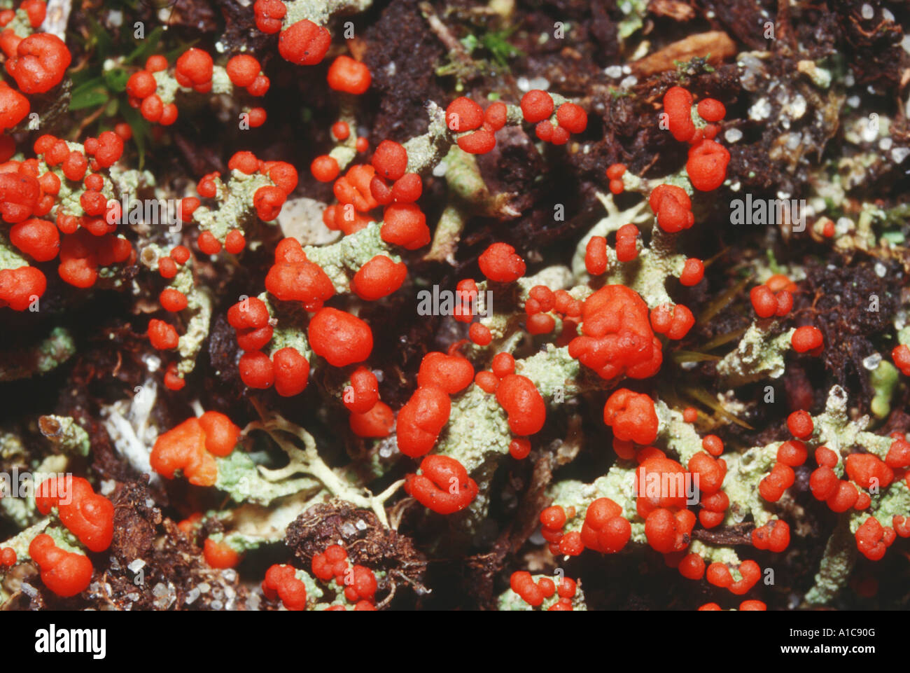 Florke's cup lichen (Cladonia floerkeana), with red fruit bodies Stock Photo