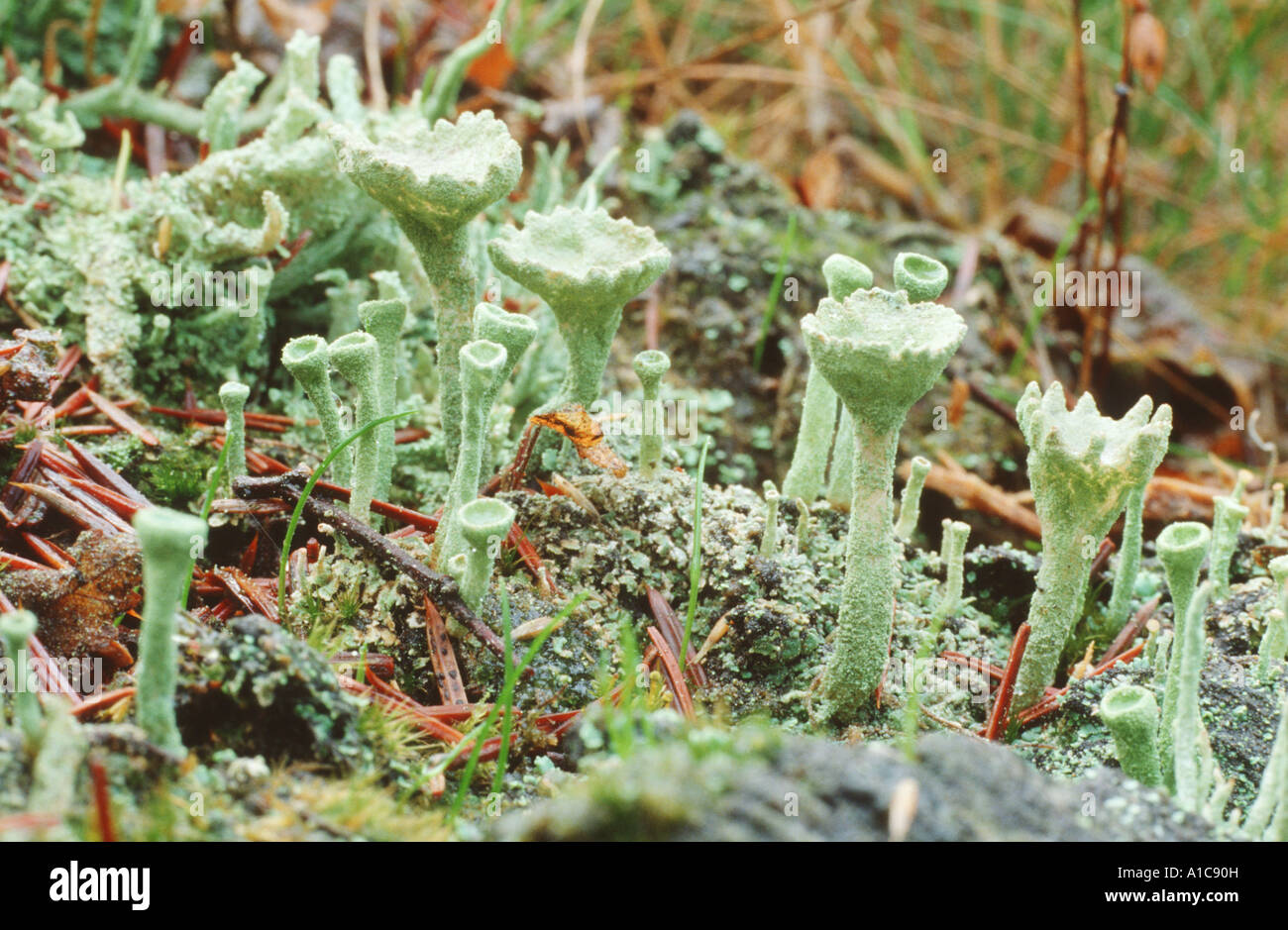 cladonia (Cladonia coniocraea), fruiting bodies Stock Photo