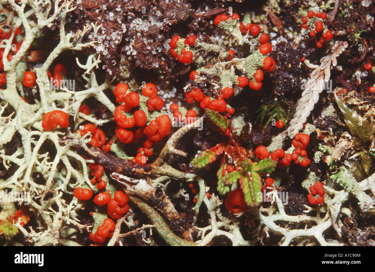 Florke's cup lichen (Cladonia floerkeana), with red fruit bodies Stock Photo