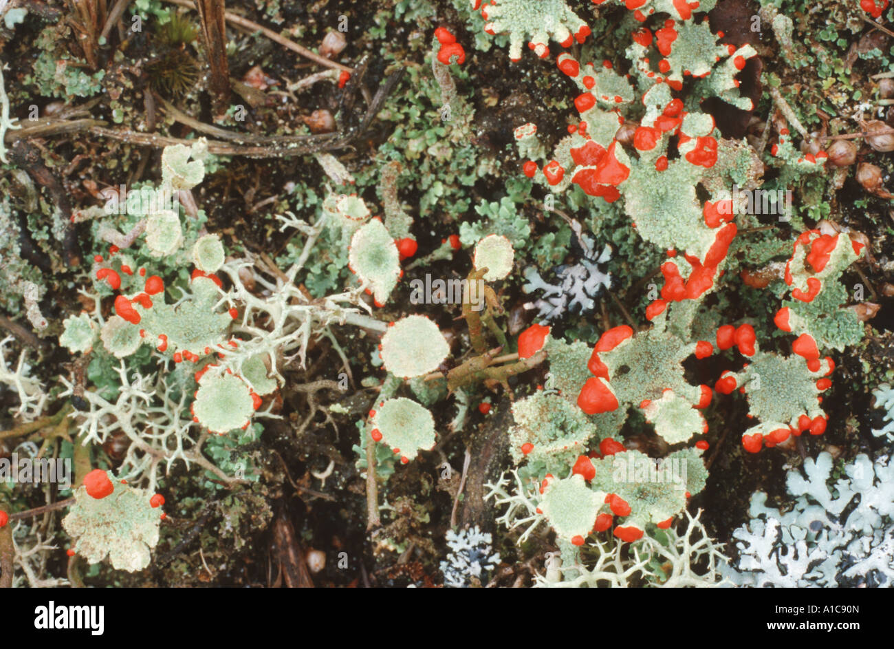 cladonia (Cladonia polydactyla), with red fruit bodies Stock Photo