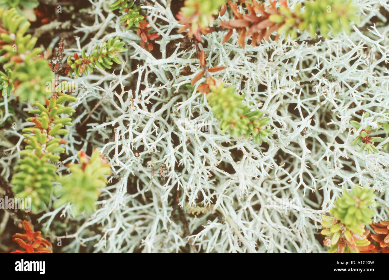 cup lichen (Cladonia portentosa) Stock Photo