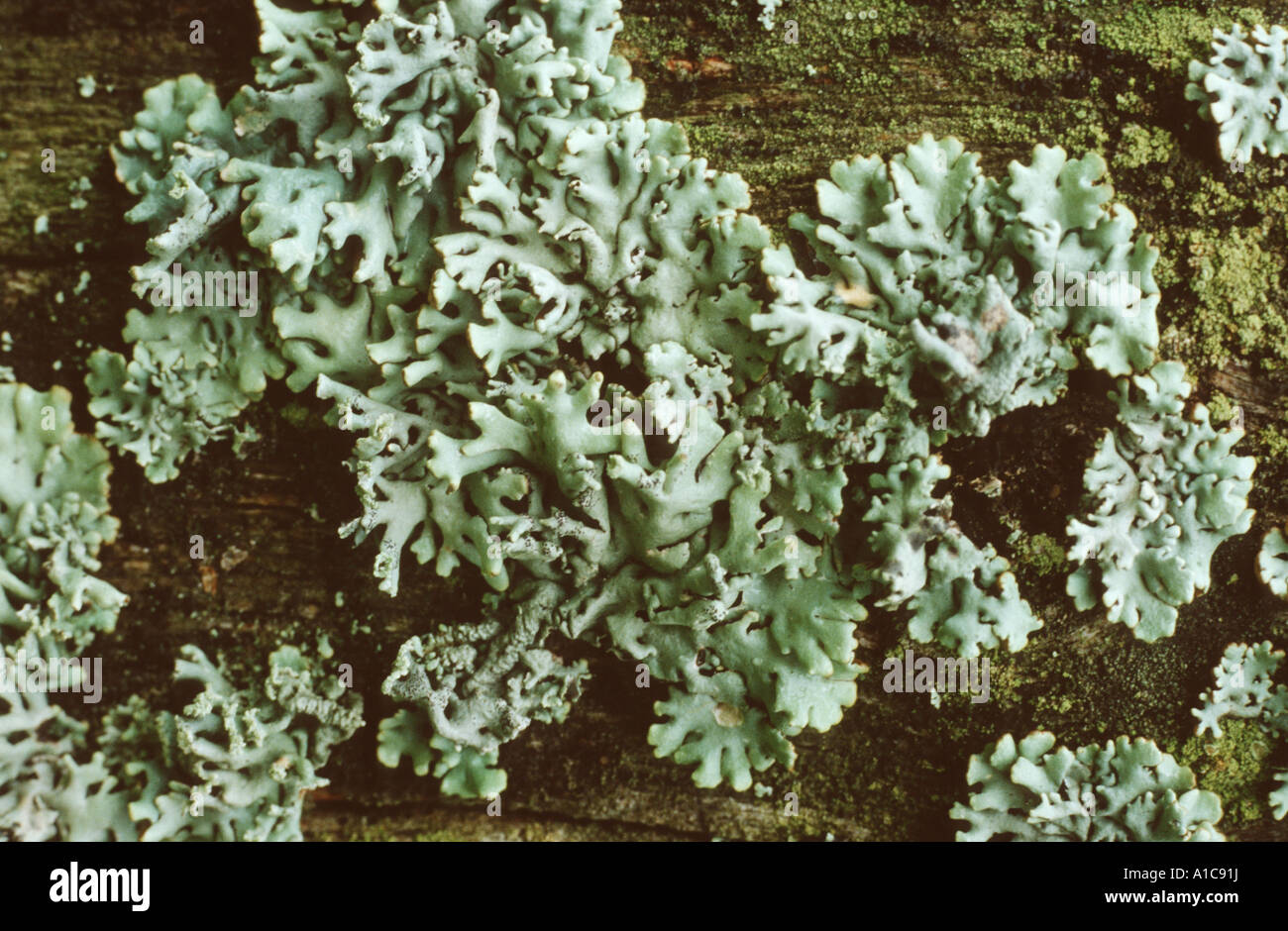 lichen (Parmelia physodes, Hypogymnia physodes), on wood Stock Photo