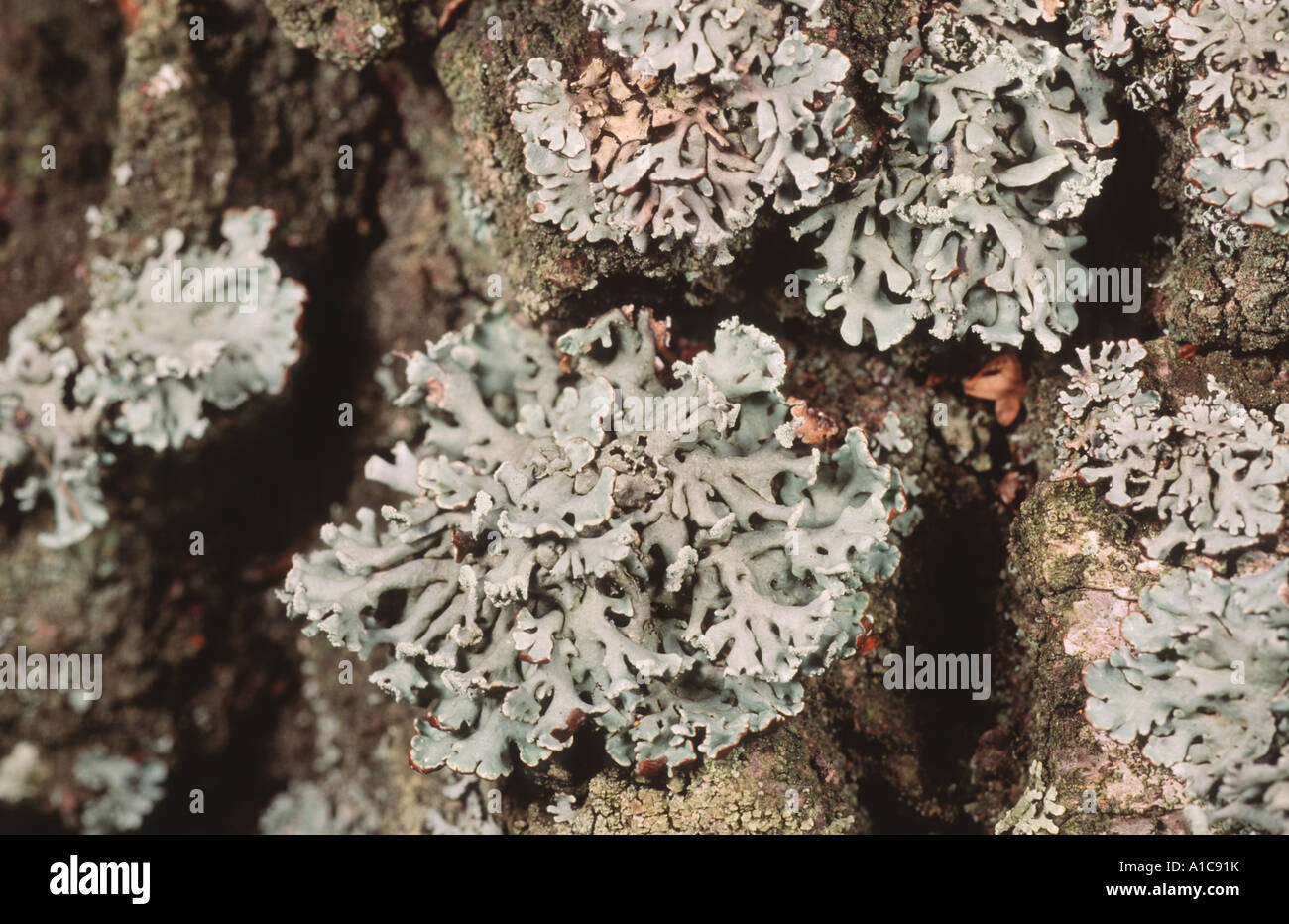 lichen (Parmelia physodes, Hypogymnia physodes), on bark Stock Photo