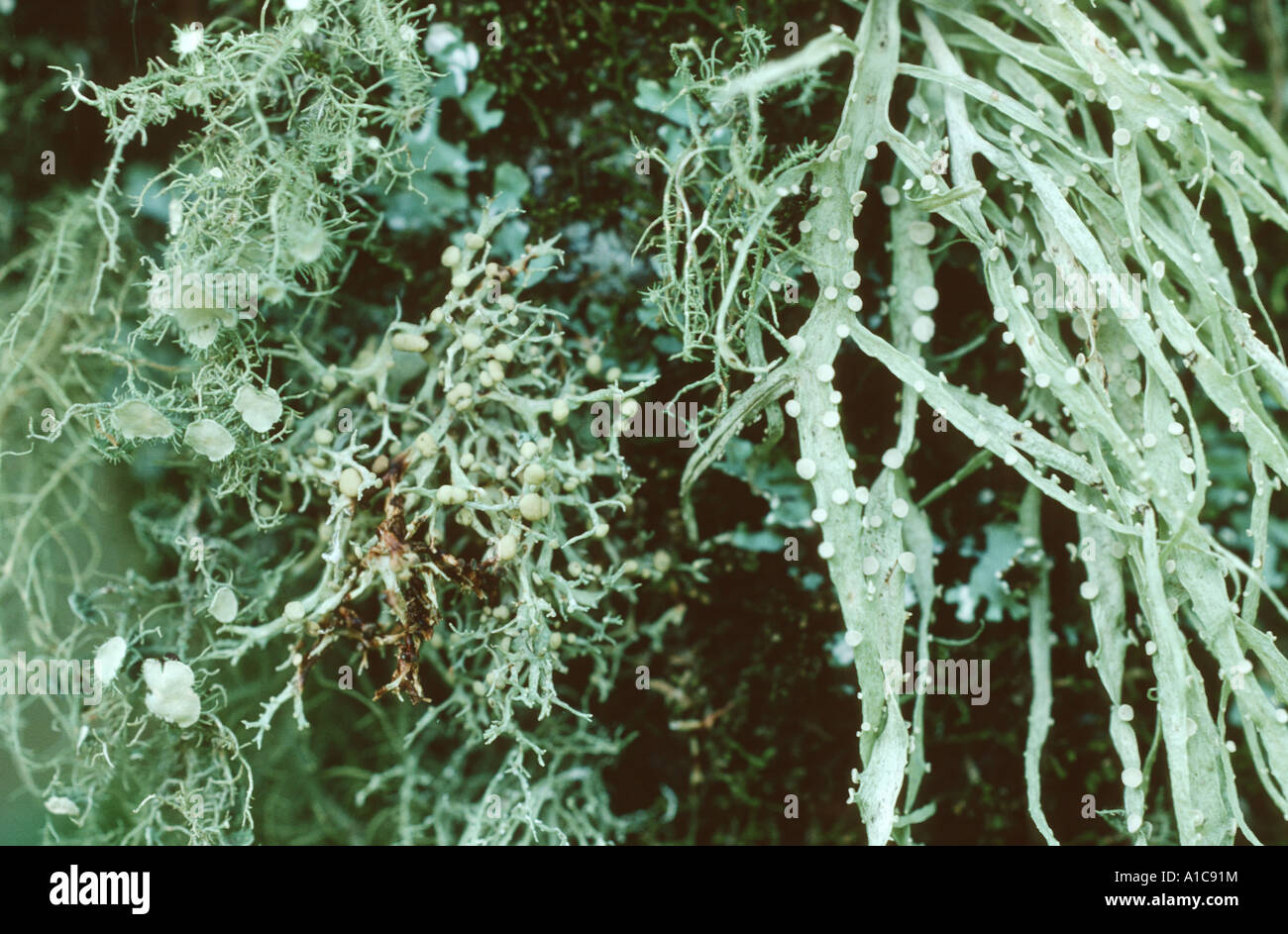 Lichens (Usnea spec. und Ramalina spec.), Australia Stock Photo