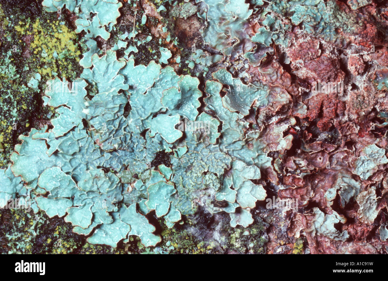 lichen (Parmelia cf. sulcata), Germany Stock Photo