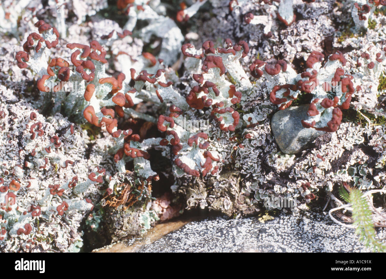 cladonia (Cladonia cariosa), fruiting bodies Stock Photo