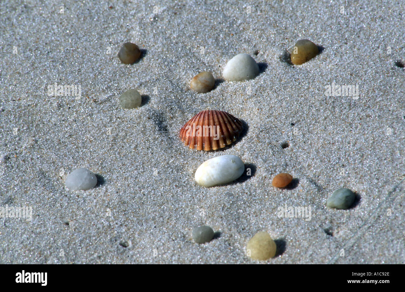 Shells and peebles on Fire Island beach, Smith Point County Park, Long Island New York State USA Stock Photo