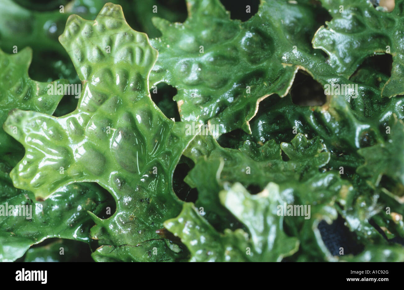 lung lichen (Lobaria pulmonaria), section Stock Photo