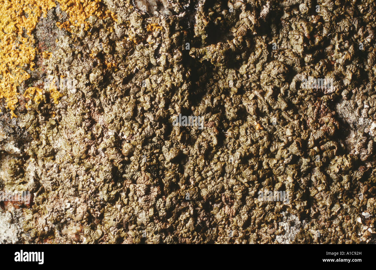 lichen (Anaptychia fusca), on rock Stock Photo