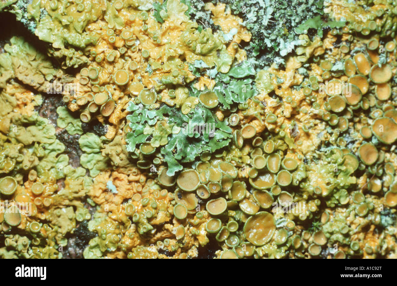 common orange lichen, yellow scale, maritime sunburst lichen (Xanthoria parietina), on rock Stock Photo