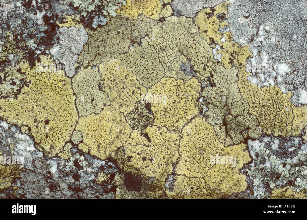 Lichen Rizoides Lichen rhizocarpon spec hi-res stock photography and images - Alamy