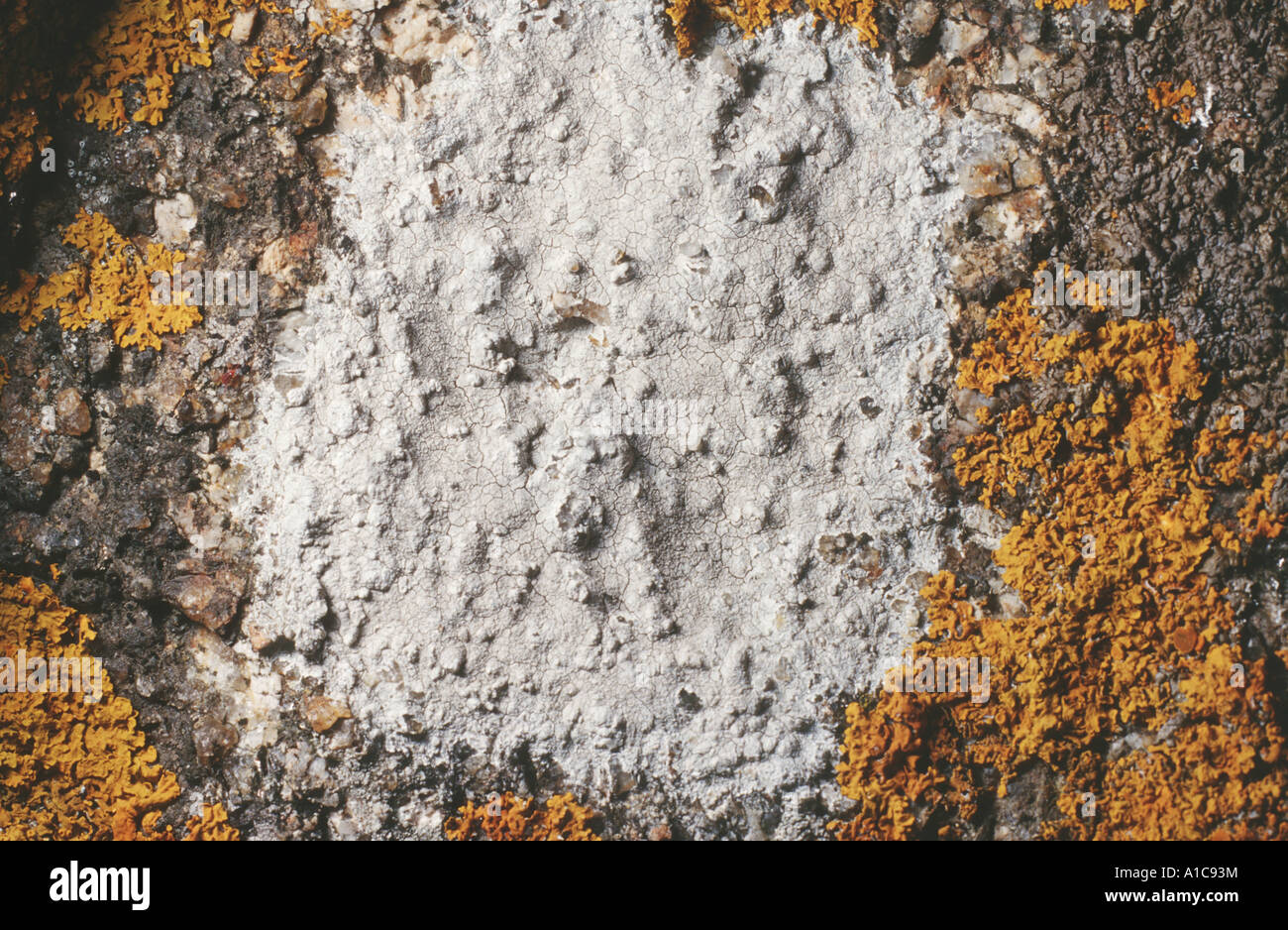 lichen (Ochrolechia leuca), on rock Stock Photo