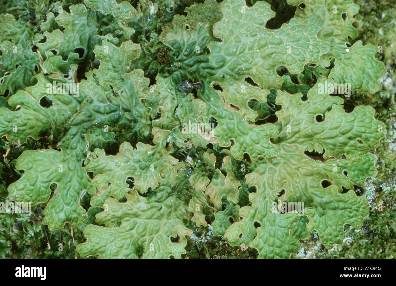 Lung lichen, Tree lungwort (Lobaria pulmonaria) Stock Photo